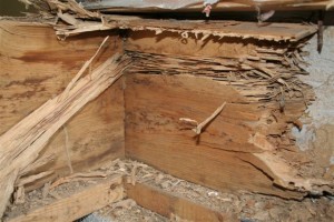 Termite Damage