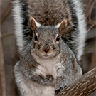 Gray Squirrels