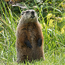 Woodchucks