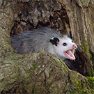 Opossum