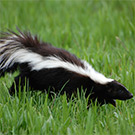 Skunks